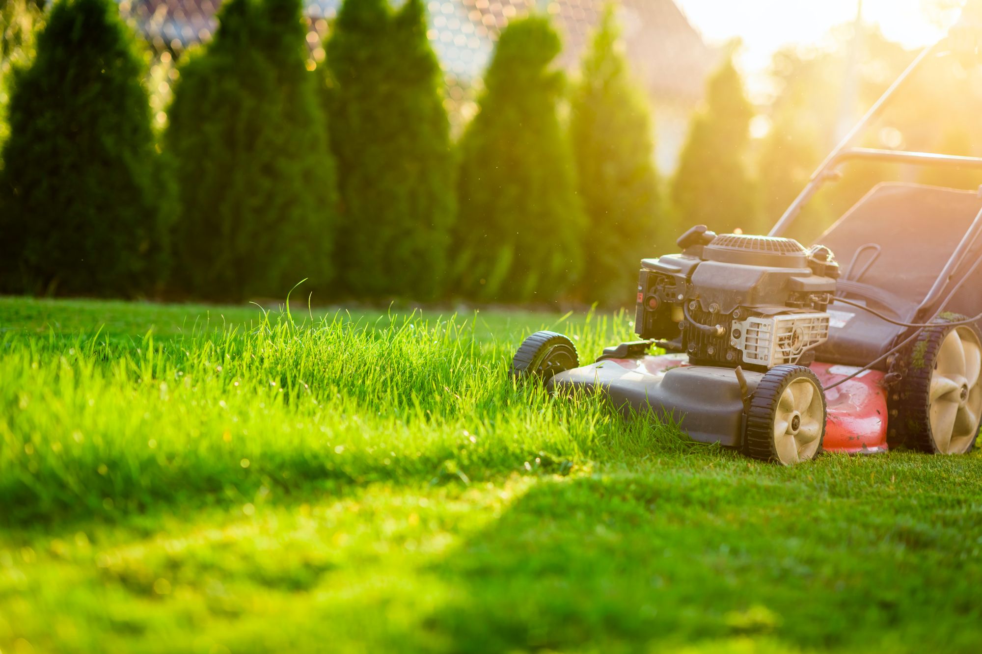 Mow your lawn or not? That’s the debate for May