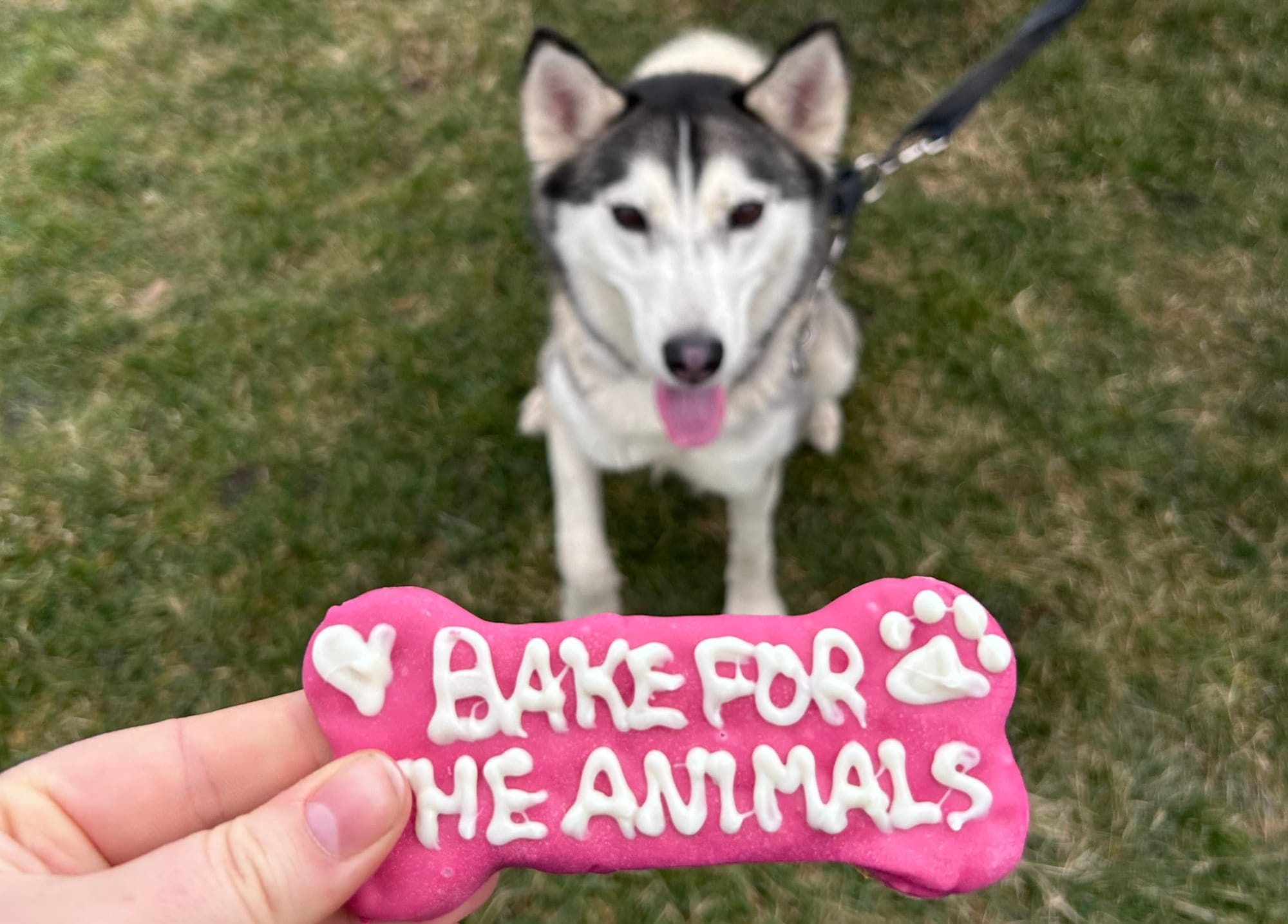                      Baked goodies can be a boon for the Humane Society                             
                     