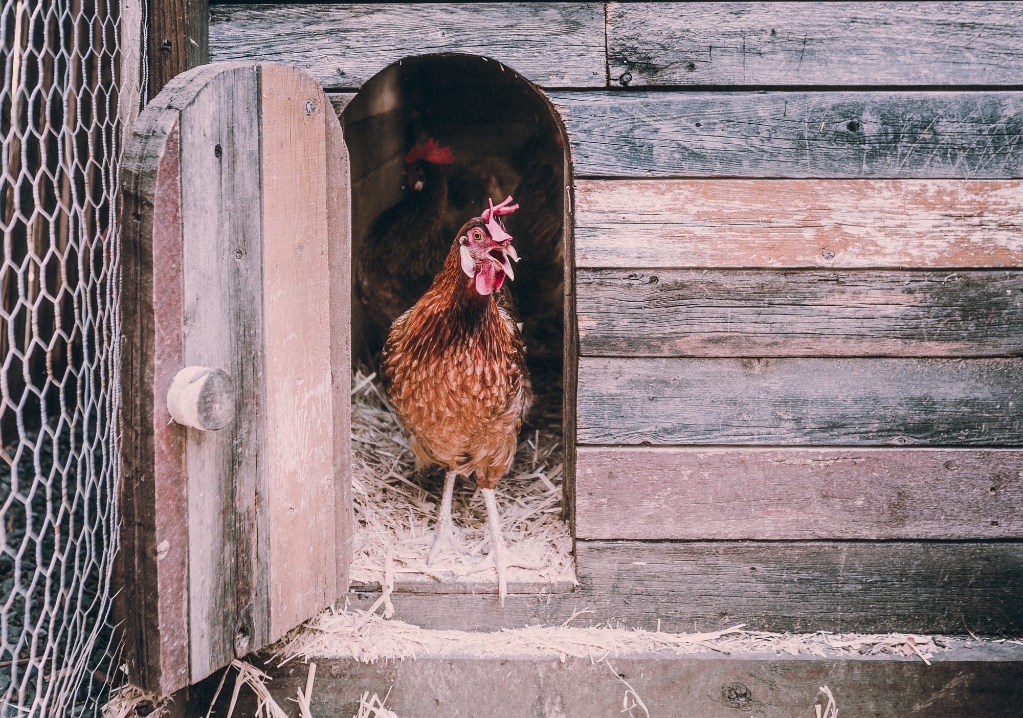 Wellesley looks into rules around in-town chicken coops