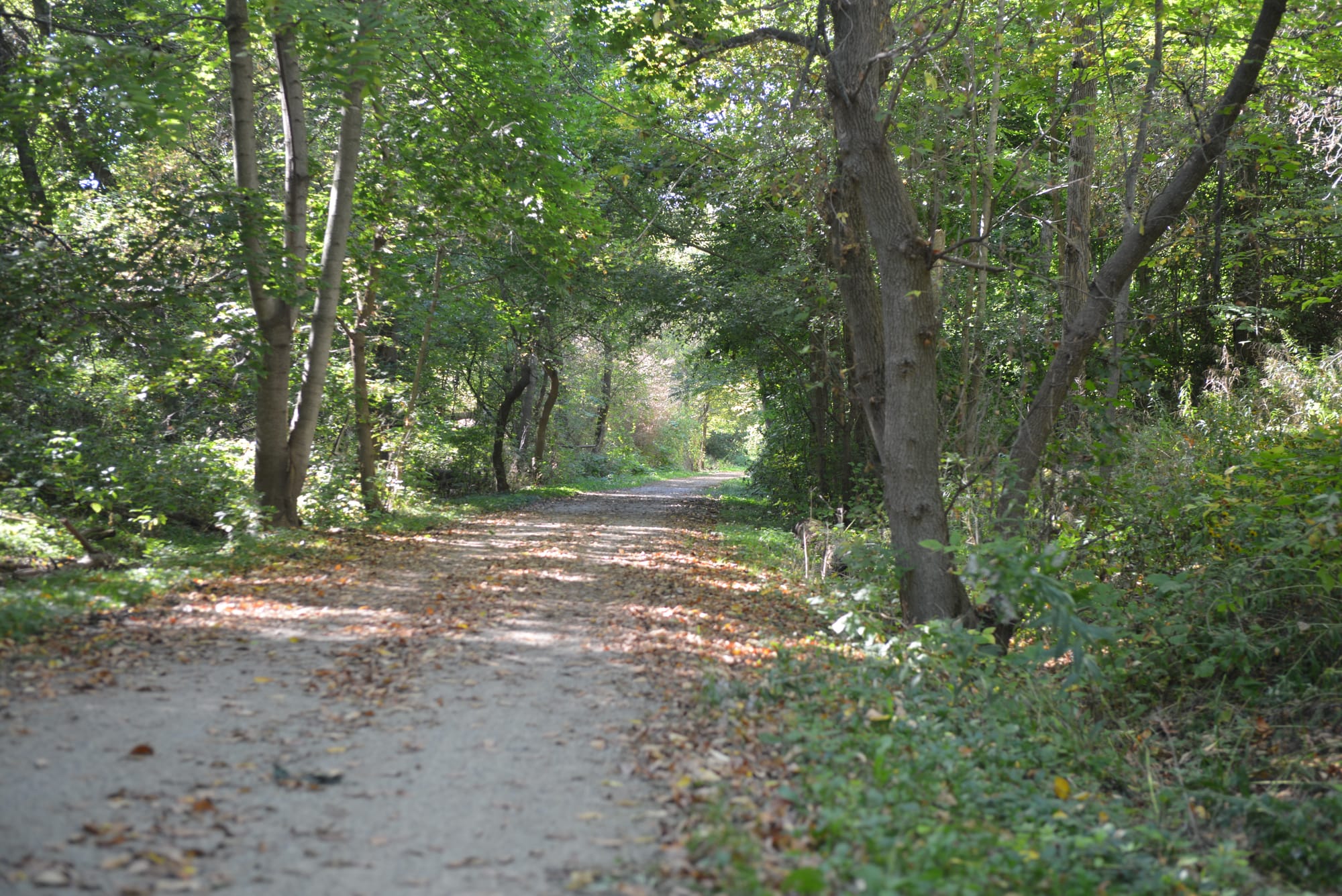 Forests Canada reaches 50-million tree milestone