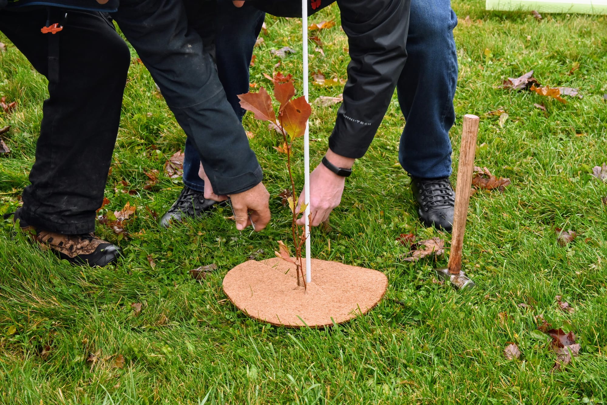 Trees for Woolwich wraps up the season with final planting