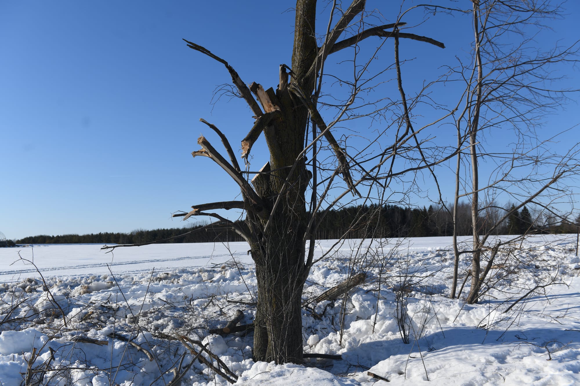 Tree removal unwelcome at Woolwich Reservoir