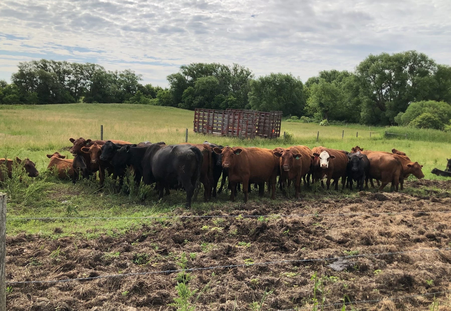 New study shows merits of rotational grazing