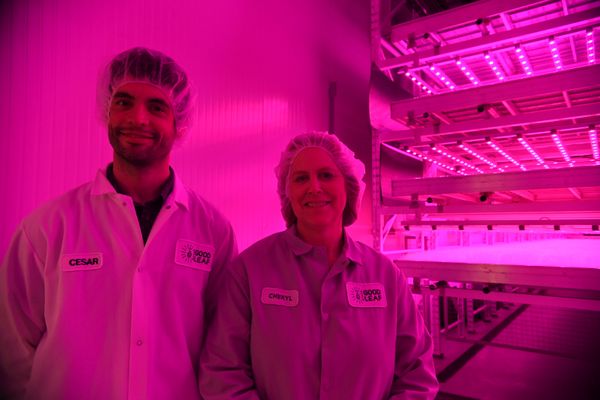 Vertical farming allows year-round growing