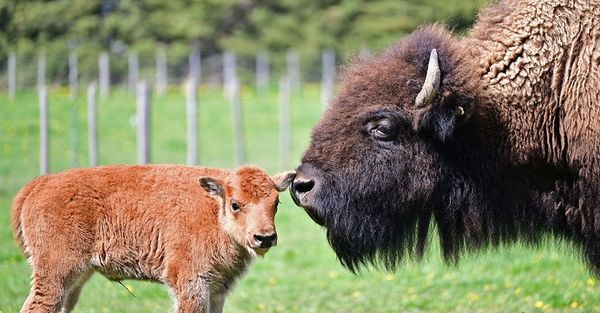 A home where the buffalo roam