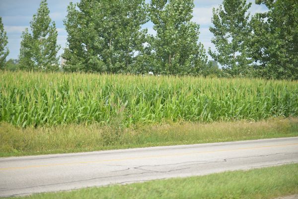Wet July came as a relief to local farmers