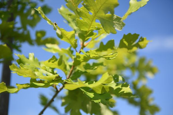 Residents encouraged to play inspector for Tree Check month