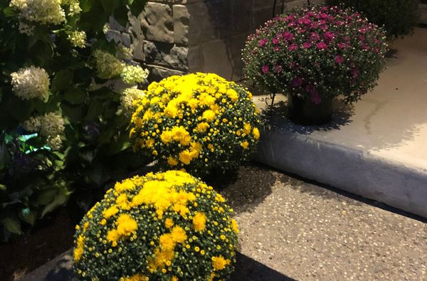 Lions to sell Mums in support of Maui