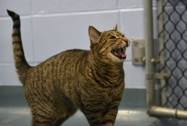 Christmas lists shouldn’t include pets