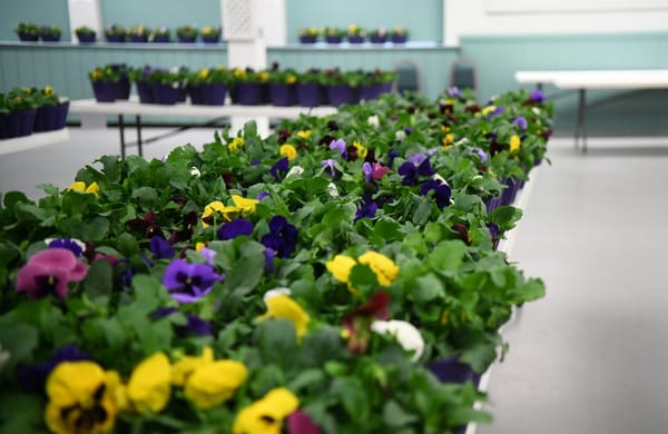 Woolwich Community Lions prepare for fundraising sale of pansies