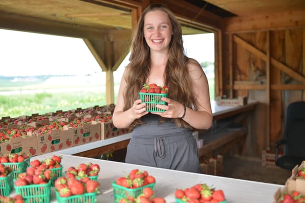 Strawberry lovers enjoying peak season