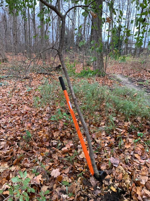 Repelling an invasion of buckthorn very much a volunteer effort in Woolwich