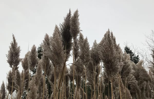 Funding program helps local communities take on invasive plant species