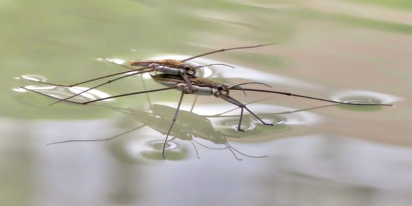 Tiny robots could help remove pollutants from water