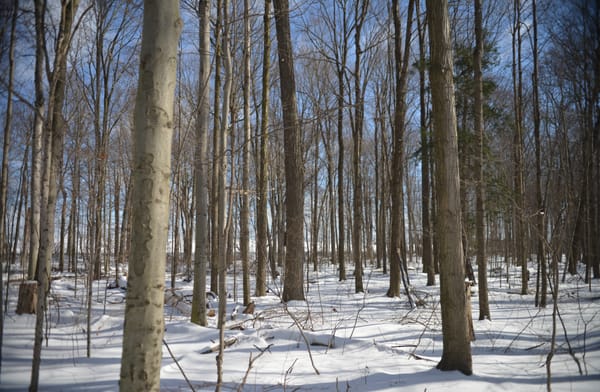 Snowy winter a boon for the trees, says U of G expert