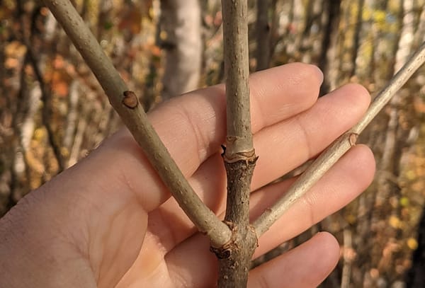 Black ash trees the focus of new project to combat emerald ash borer