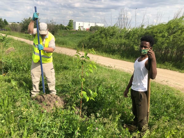 Reforest Woolwich plans tree giveaway