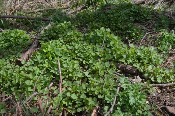 TWEEC seeks volunteers to do battle with garlic mustard
