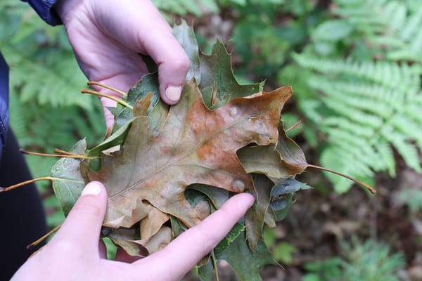 Avoid pruning oak trees at this point to combat invasive species