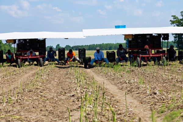 Asparagus starts the ball rolling on the local growing season