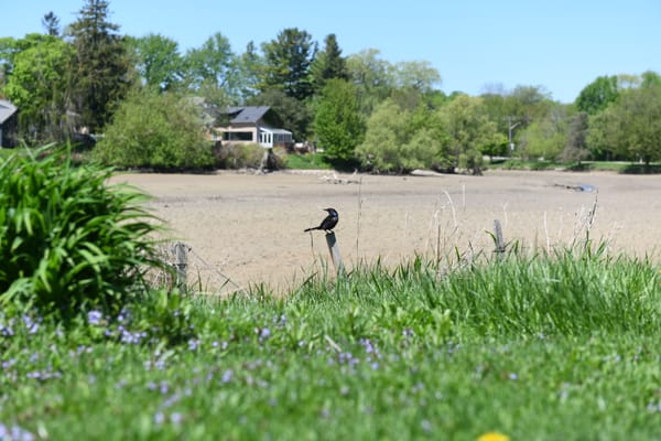 Repair work to get underway on Wellesley Dam, says GRCA