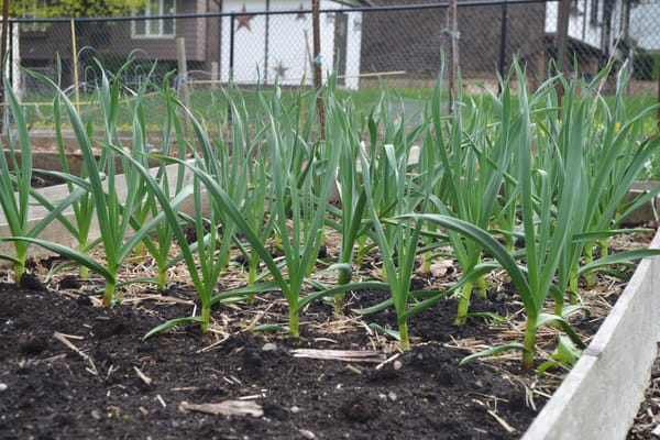 Community gardens a key part of sustainability efforts, say advocates