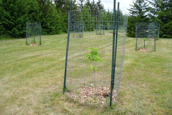 Seed orchards touted as way to protect, spread native plants