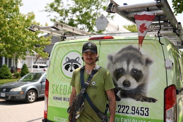 Residents of Elmira street dealing with raccoon “invasion”