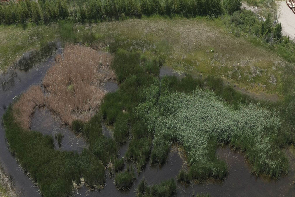 Enlisting drones in the fight against phragmites