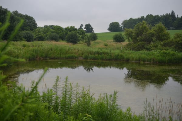 GRCA program offers grants to tackle phosphorous runoff