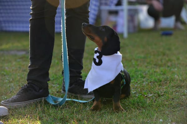 Wiener dogs set to hit the track at Elora raceway