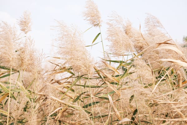 Phragmites battle among projects supported by CEF