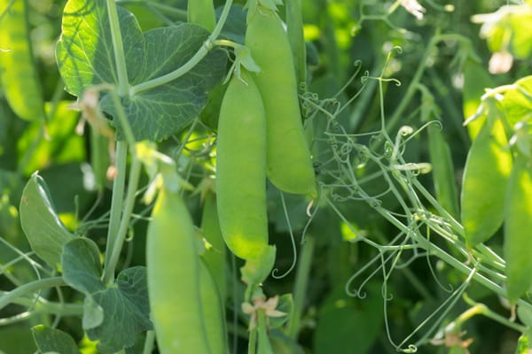 Researchers find benefits in using more of the plants we grow to produce food