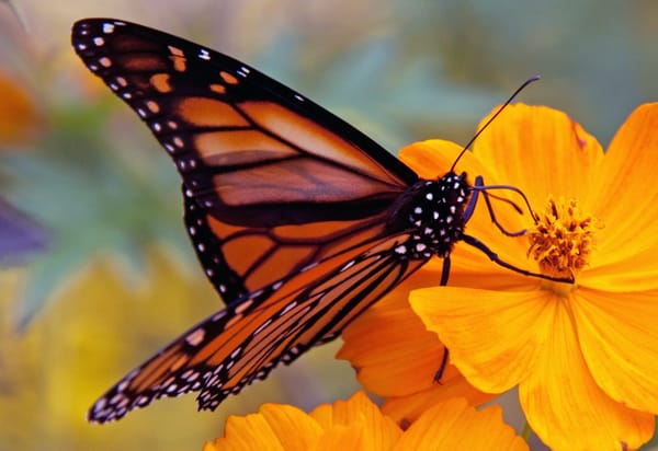 New study looks at ways to increase monarch butterfly population