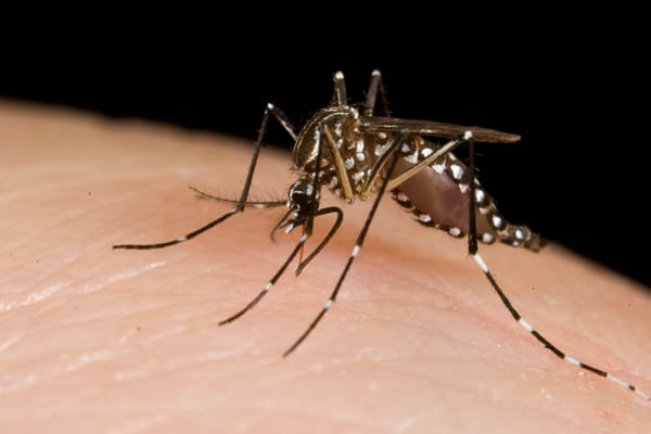 Eastern Equine Encephalitis found in Wellington County horse