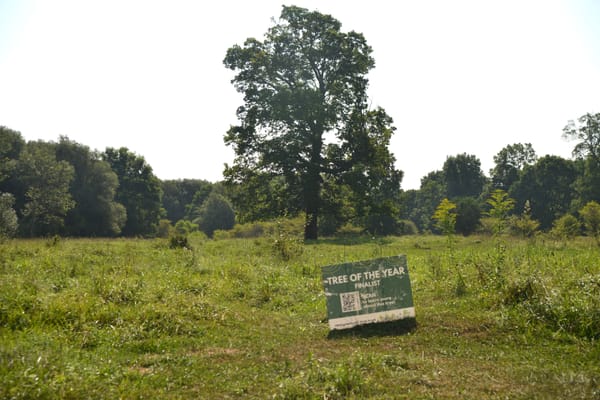 Vote now to pick the tree of the year in Waterloo Region