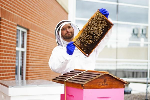 New research looks at connection between antibiotics and bee health