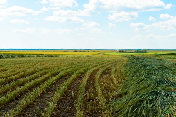 Photo contest puts the focus on farm life