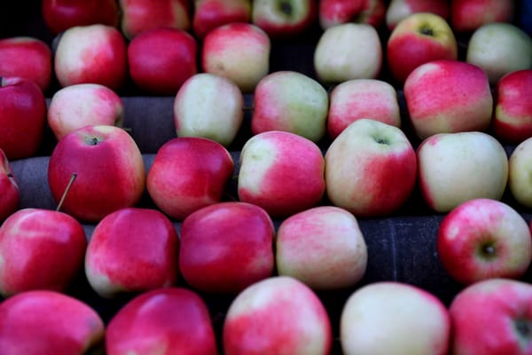 Fall harvest is the apple of his eye