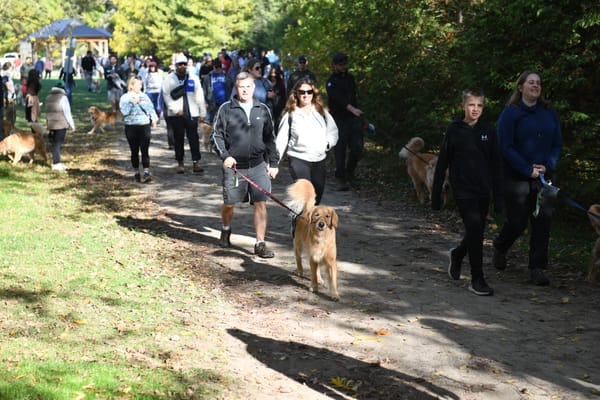 Golden retrievers take to the trail in St. Jacobs