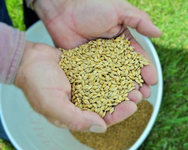 NFU takes issue with government plans to change seed policy