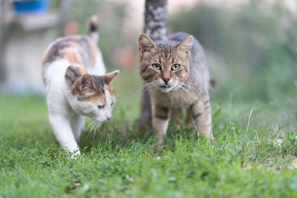 Cat bylaws would help protect bird population, new study finds