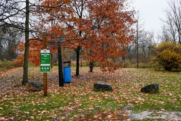 Buckthorn the target of TWEEC weed-pull events
