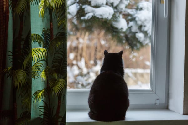 Winter poses challenges for the animals in our lives