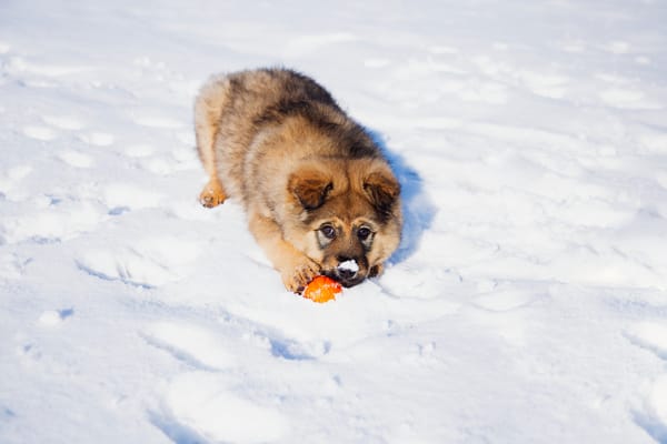 Wellesley looks to boost winter access to dog parks