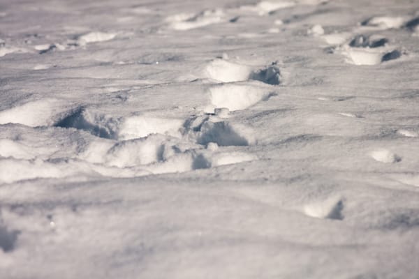 Threat of black carbon shown in new UW research