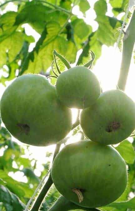 It’s all about the right light