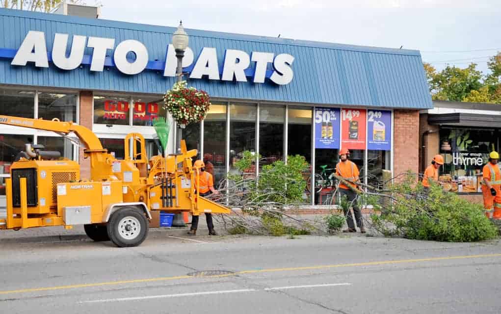 Pest responsible for latest clearance of trees in downtown Elmira