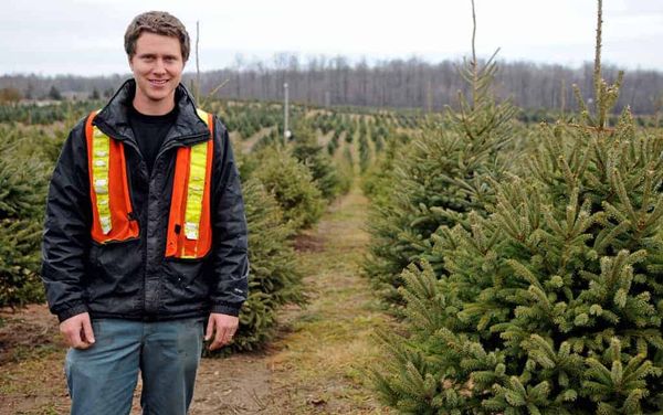 ’Tis that season for tree growers
