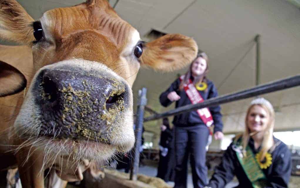 Sharon Grose won gold in the News Photography category at the Canadian Farm Writers Conference in Calgary, and with the same 